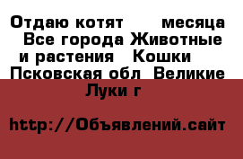 Отдаю котят. 1,5 месяца - Все города Животные и растения » Кошки   . Псковская обл.,Великие Луки г.